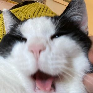 Meet your Posher, Lou